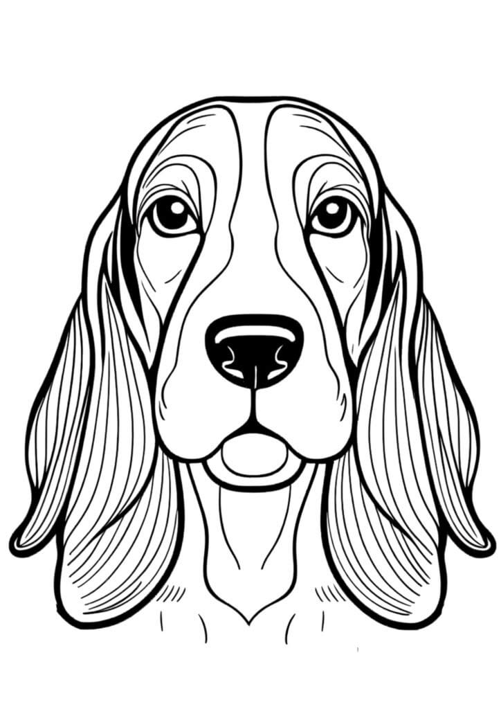Basset Hound Dog portrait in black and white