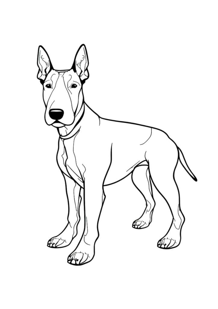 Bull Terrier coloring page