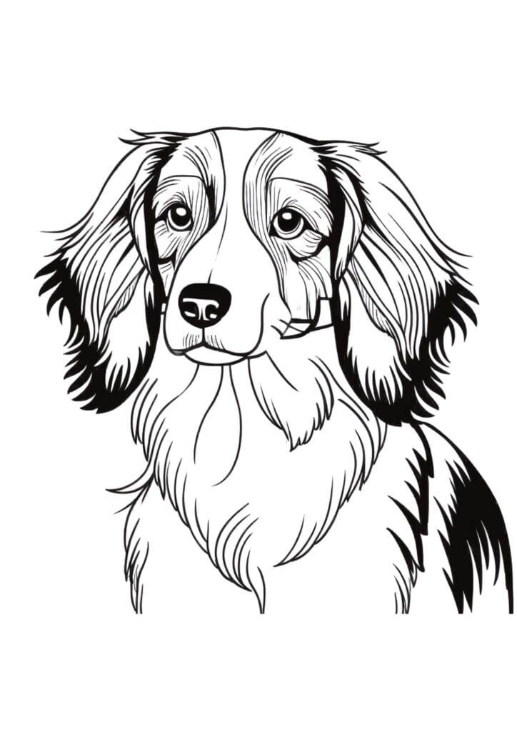 Kooikerhondje Dog coloring page