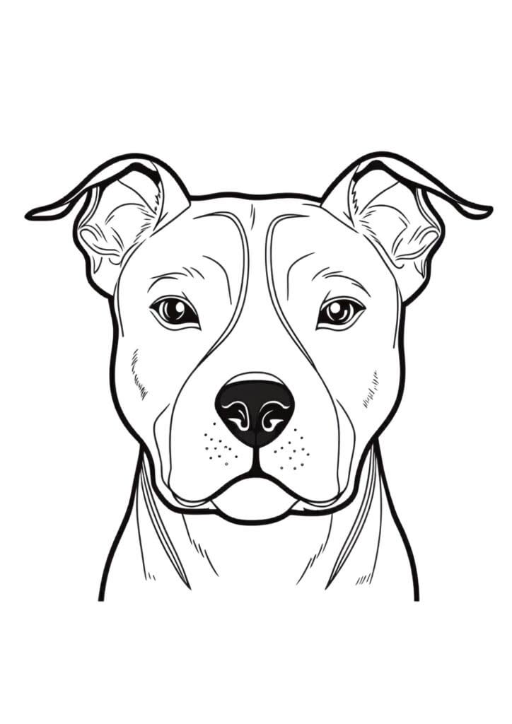 Pitbull portrait coloring page