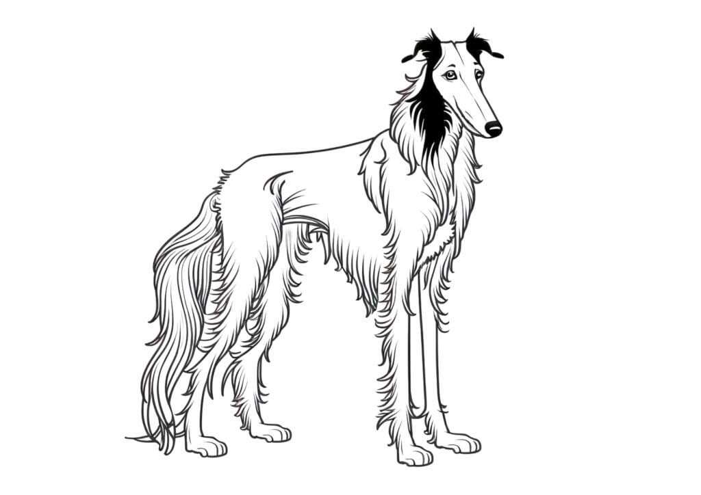 Borzoi Dog coloring page